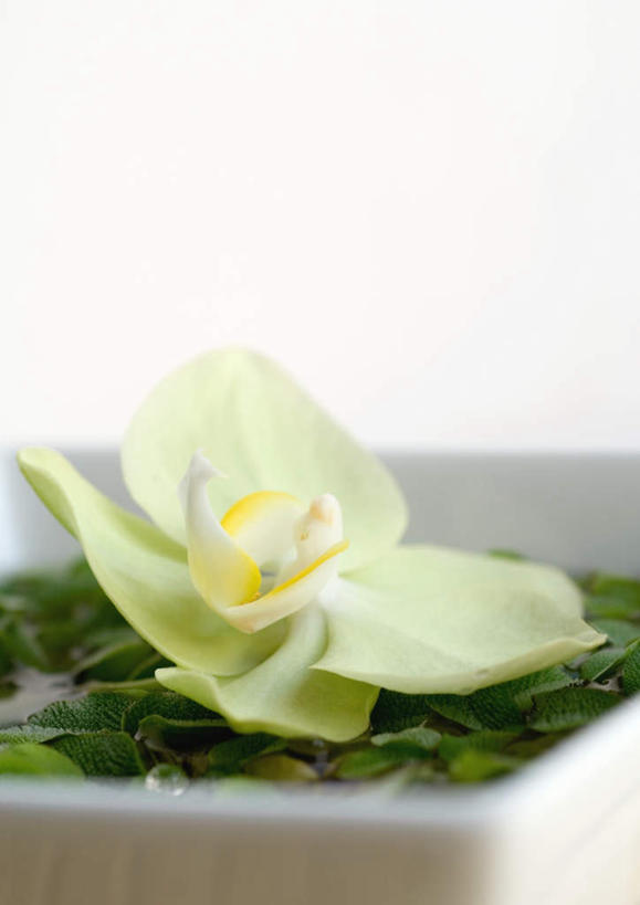 无人,竖图,室内,特写,白天,正面,按摩,美容,护肤,花蕾,花瓣,花朵,鲜花,一朵,绿色,花苞,保养,享受,休闲,放松,SPA水疗,保健,温泉浴场,养颜,兰花,矿泉疗养地,彩图,水疗