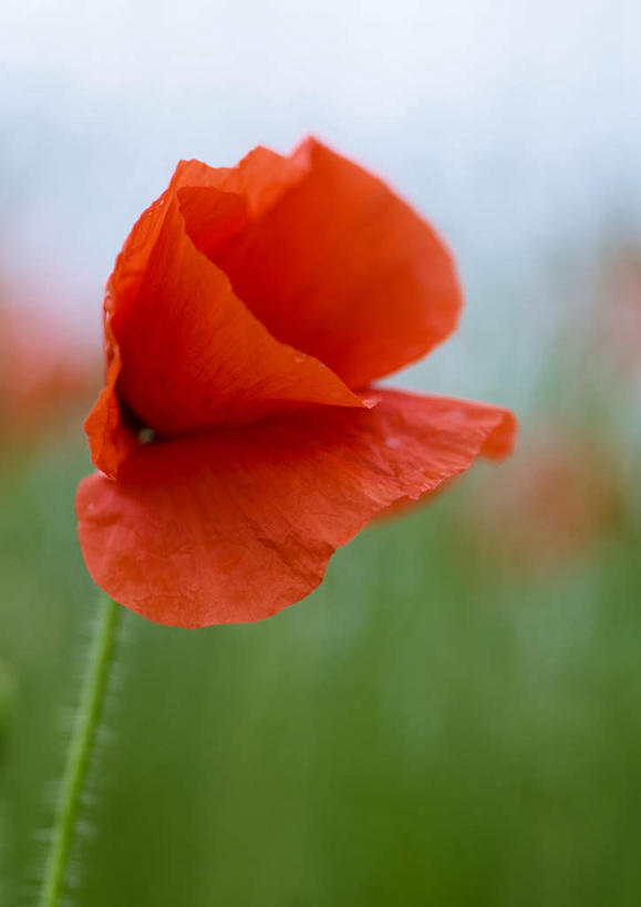 无人,竖图,室外,特写,白天,正面,旅游,度假,美景,植物,罂粟,朦胧,模糊,景观,草药,娱乐,中药,一朵,红色,自然,享受,休闲,景色,放松,毒品,自然风光,药材,中草药,中药材,本草,止痛,镇静,安眠,红罂粟,罂粟花,彩图