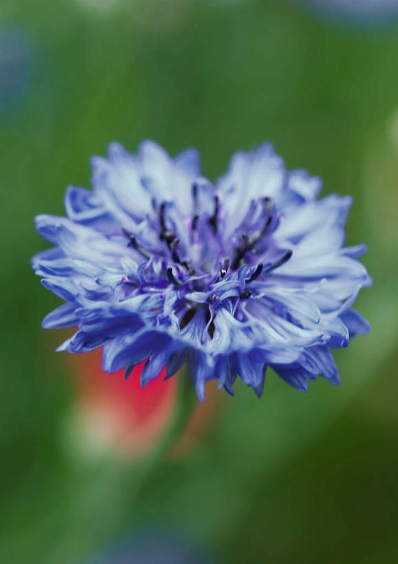 无人,竖图,室外,特写,白天,正面,旅游,度假,美景,朦胧,模糊,盛开,景观,花蕾,娱乐,花,花瓣,花朵,鲜花,一朵,蓝色,自然,花苞,花蕊,享受,休闲,景色,放松,自然风光,矢车菊,蓝芙蓉,荔枝菊,彩图