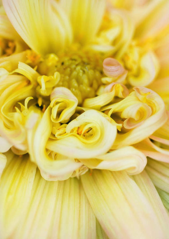 无人,竖图,俯视,室外,特写,白天,旅游,度假,美景,朦胧,模糊,盛开,景观,大丽花,花蕾,娱乐,花,花瓣,花朵,鲜花,一朵,黄色,自然,花苞,花蕊,享受,休闲,菊花,景色,放松,大理花,自然风光,大丽菊,富丽,大方,彩图,高角度拍摄