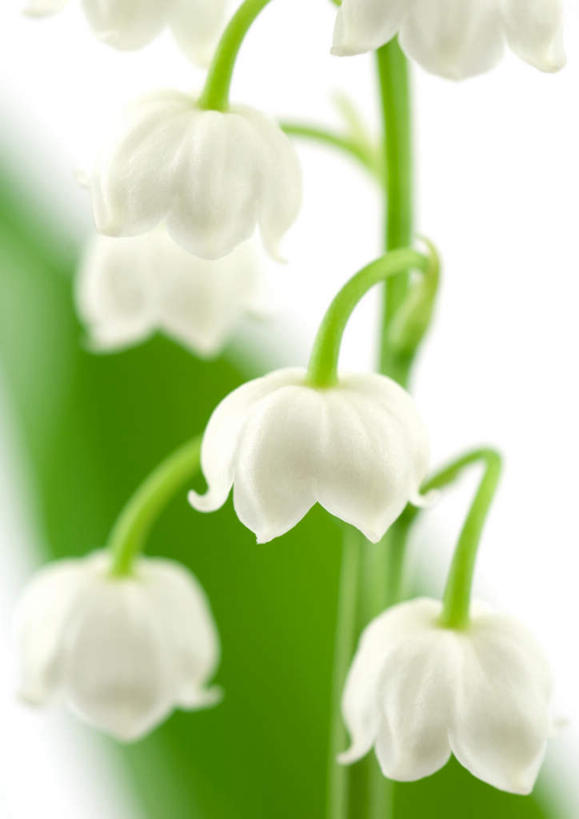 无人,竖图,室内,特写,白天,白色背景,正面,幸福,植物,许多,盛开,铃兰花,花蕾,花,花瓣,花朵,花卉,鲜花,白色,花苞,花蕊,摄影,影棚,铃铛花,铃兰,君影草,山谷百合,香水花,思念,彩图,影棚拍摄,拍摄