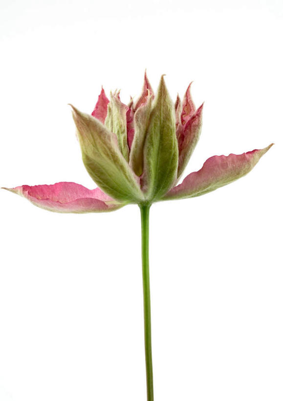 无人,竖图,室内,特写,白天,白色背景,正面,植物,盛开,铁线莲,花蕾,花,花瓣,花朵,花卉,鲜花,一朵,粉色,花苞,花蕊,摄影,影棚,番莲,威灵仙,山木通,彩图,影棚拍摄,拍摄