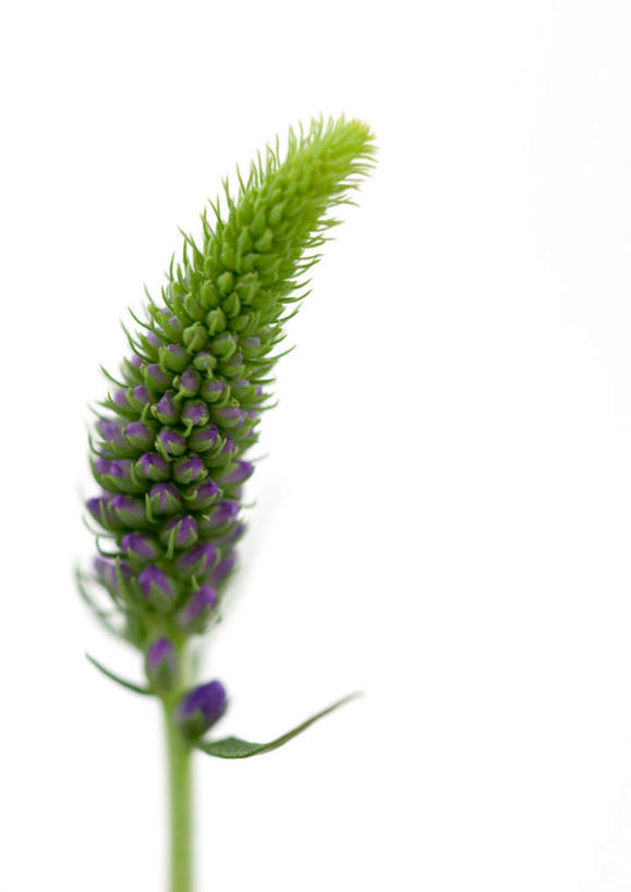 无人,竖图,室内,特写,白天,白色背景,正面,植物,盛开,草药,药草,花蕾,中药,花,花瓣,花朵,花卉,鲜花,一朵,紫色,花苞,花蕊,摄影,影棚,药材,中草药,中药材,本草,粉绿狐尾藻,狐尾草,彩图,影棚拍摄,拍摄