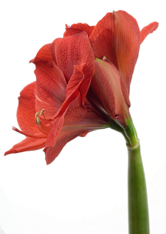 无人,竖图,室内,特写,白天,白色背景,正面,植物,盛开,朱顶红,花蕾,花,花瓣,花朵,花卉,鲜花,一朵,红色,花苞,花蕊,摄影,影棚,百枝莲,柱顶红,朱顶兰,孤挺花,华胄兰,百子莲,对红,彩图,影棚拍摄,拍摄