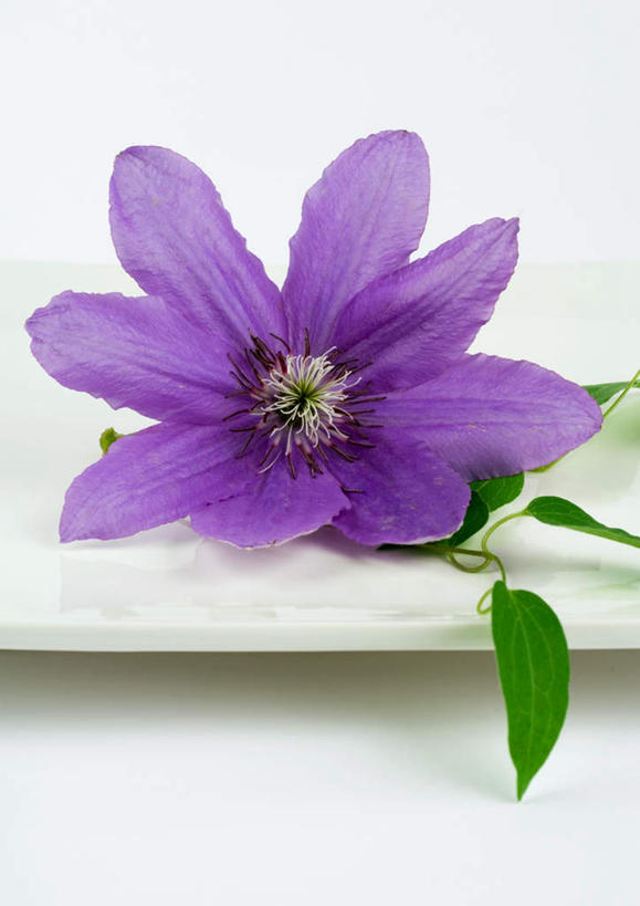 无人,竖图,俯视,室内,特写,白天,白色背景,桌面,桌子,静物,盛开,铁线莲,花蕾,花,花瓣,花朵,鲜花,一朵,紫色,花苞,花蕊,摄影,影棚,番莲,威灵仙,山木通,彩图,高角度拍摄,影棚拍摄,拍摄