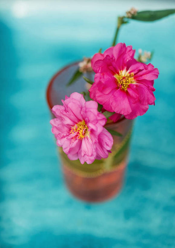 无人,竖图,俯视,室内,特写,白天,植物,桌面,桌子,花瓶,叶子,蓝色背景,盛开,花蕾,玻璃制品,花,花瓣,花朵,花卉,鲜花,两朵,紫色,玻璃瓶,瓶子,花苞,花蕊,摄影,影棚,红药,将离,婪尾春,离草,犁食,没骨花,芍药,余容,叶,彩图,高角度拍摄,影棚拍摄,拍摄