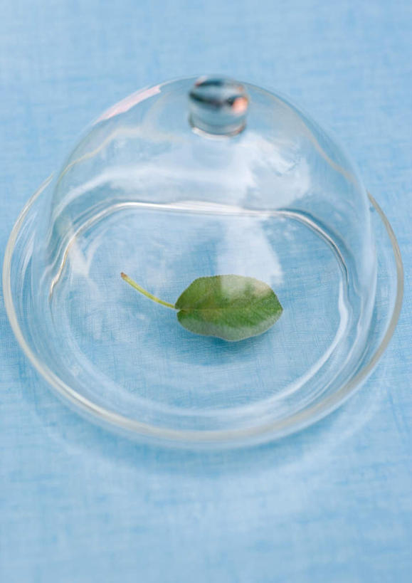 无人,竖图,俯视,室内,特写,白天,植物,桌面,桌子,餐具,叶子,一片,蓝色背景,透明,盖子,绿叶,两个,绿色,嫩叶,摄影,影棚,保护,玻璃盖,叶,叶片,进餐用具,烹调用具,彩图,高角度拍摄,影棚拍摄,拍摄