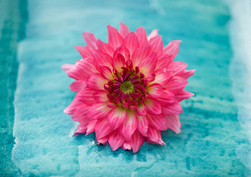 无人,横图,俯视,室内,特写,白天,植物,盛开,大丽花,花蕾,花,花瓣,花朵,花卉,鲜花,一朵,粉色,花苞,花蕊,摄影,影棚,大理花,天竺牡丹,彩图,高角度拍摄,影棚拍摄,拍摄