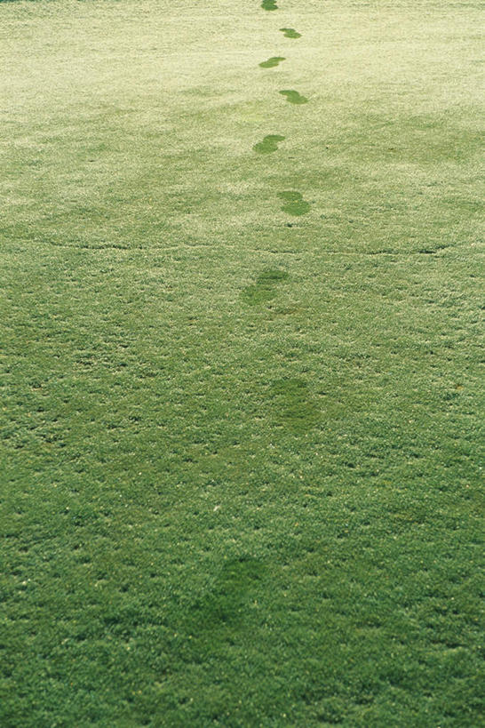 无人,竖图,俯视,室外,特写,白天,草地,草坪,植物,一排,许多,脚印,整齐,球场,高尔夫球场,草,排列,绿色,队列,绿茵场,彩图,高角度拍摄