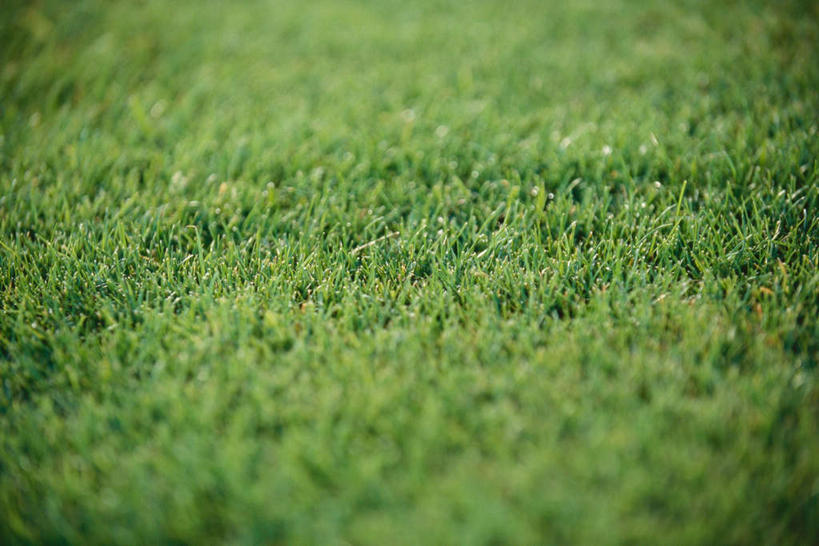 无人,横图,俯视,室外,特写,白天,锻炼,运动,草地,草坪,植物,球场,高尔夫球场,草,绿色,绿茵场,体育,彩图,高角度拍摄,健身