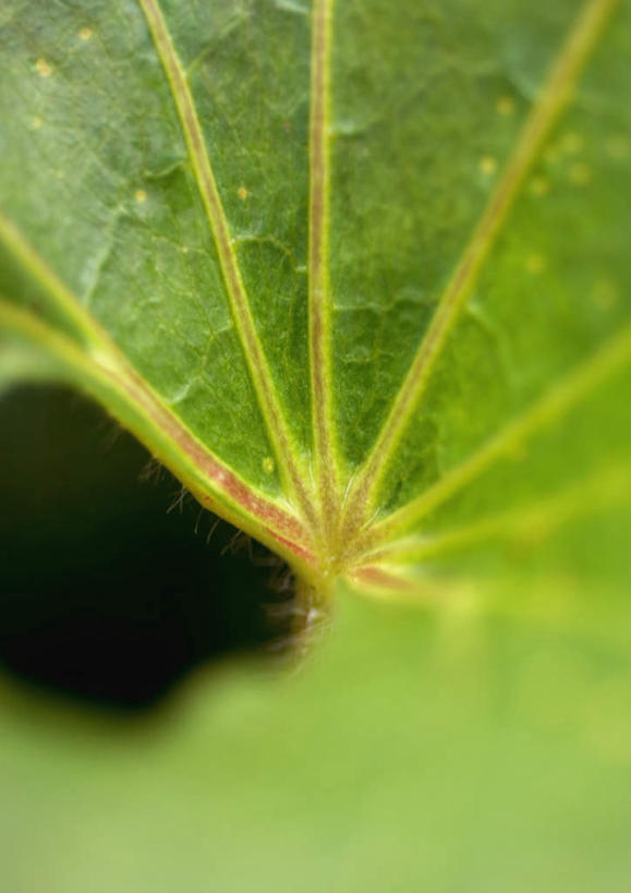 无人,竖图,室外,特写,白天,正面,美景,叶子,一片,纹理,景观,绿叶,自然,嫩叶,景色,自然风光,肌理,叶,叶片,彩图