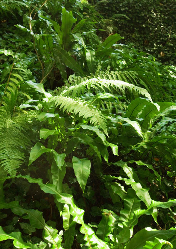无人,竖图,室外,特写,白天,正面,草地,草坪,美景,植物,许多,阴影,光线,影子,草丛,景观,草,绿色,阳光,自然,景色,蕨类,自然风光,彩图