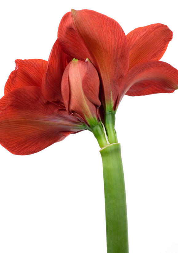 无人,竖图,室内,特写,白天,白色背景,正面,植物,盛开,朱顶红,花,花瓣,花朵,花卉,鲜花,一朵,红色,花蕊,摄影,影棚,百枝莲,柱顶红,朱顶兰,孤挺花,华胄兰,对红,彩图,影棚拍摄,拍摄