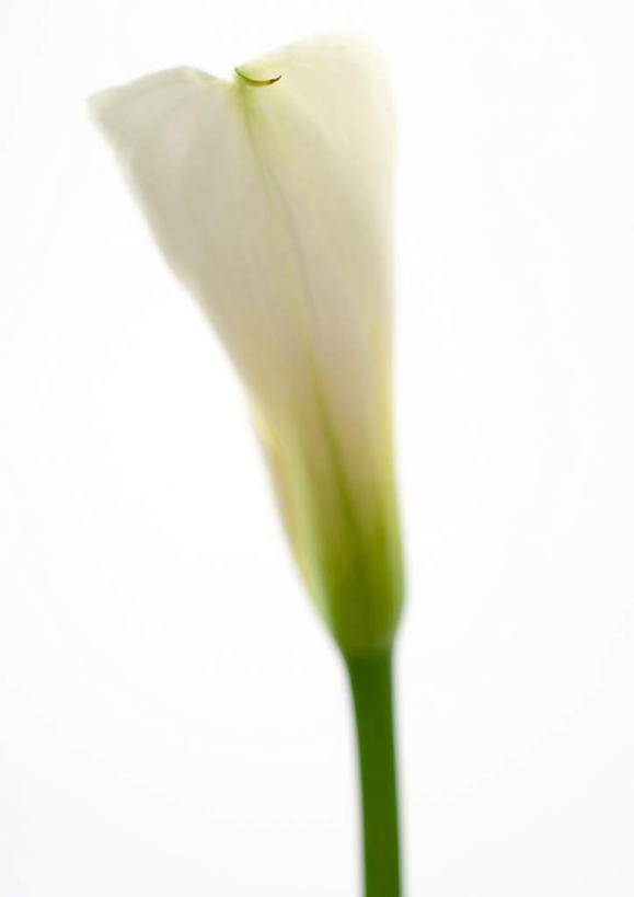 无人,竖图,室内,特写,白天,白色背景,正面,纯洁,植物,马蹄莲,盛开,花,花瓣,花朵,花卉,鲜花,虔诚,一朵,白色,花蕊,摄影,影棚,希望,优雅,高贵,纯净,马蹄兰,博爱,永恒,尊贵,高洁,慈菇花,圣洁,水芋,水芋马,彩图,影棚拍摄,拍摄