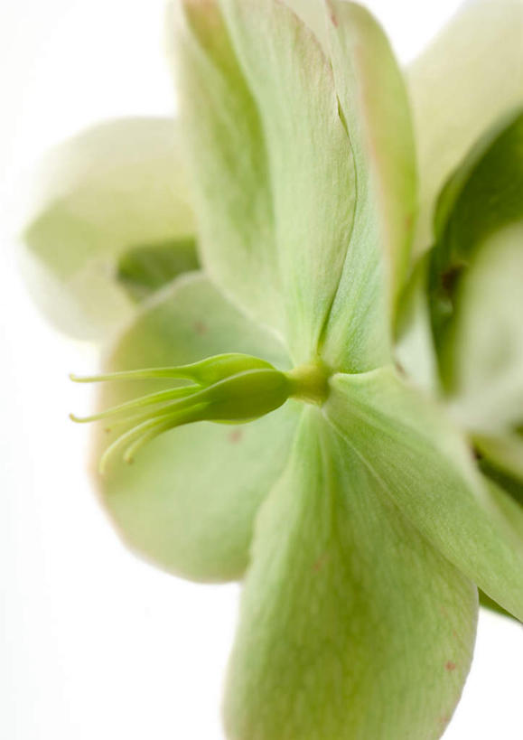 无人,竖图,俯视,室内,特写,白天,白色背景,植物,盛开,花,花瓣,花朵,花卉,鲜花,一朵,白色,花蕊,摄影,影棚,藜芦,黑藜芦,山葱,彩图,高角度拍摄,影棚拍摄,拍摄