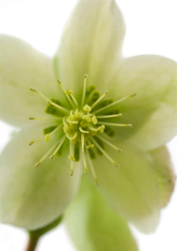 无人,竖图,俯视,室内,特写,白天,白色背景,植物,盛开,花,花瓣,花朵,花卉,鲜花,一朵,白色,花蕊,摄影,影棚,藜芦,黑藜芦,山葱,彩图,高角度拍摄,影棚拍摄,拍摄