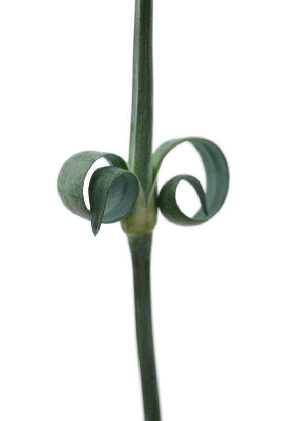 无人,竖图,俯视,室内,特写,白天,白色背景,康乃馨,叶子,一根,茎,绿叶,绿色,嫩叶,摄影,影棚,卷,螺线,麝香石竹,石竹,香石竹,叶,叶片,彩图,高角度拍摄,影棚拍摄,拍摄