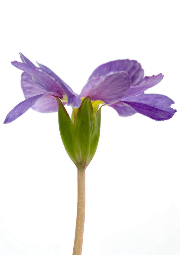 无人,竖图,室内,特写,白天,白色背景,正面,植物,报春花,盛开,花,花瓣,花朵,花卉,鲜花,一朵,蓝色,花蕊,摄影,影棚,樱草,年景花,四季报春,彩图,影棚拍摄,拍摄