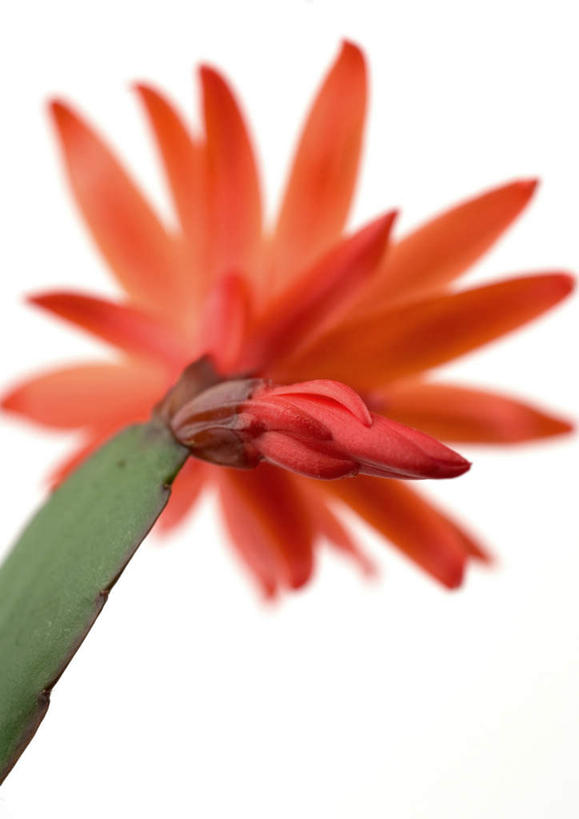 无人,竖图,俯视,室内,特写,白天,白色背景,植物,仙人掌,盛开,火焰,草药,中药,花,花瓣,花朵,花卉,鲜花,一朵,红色,花蕊,摄影,影棚,药材,中草药,中药材,本草,牛舌头,蟹爪兰,圣诞仙人掌,蟹爪莲,仙指花,玉芙蓉,仙巴掌,火掌,霸王树,彩图,高角度拍摄,影棚拍摄,拍摄