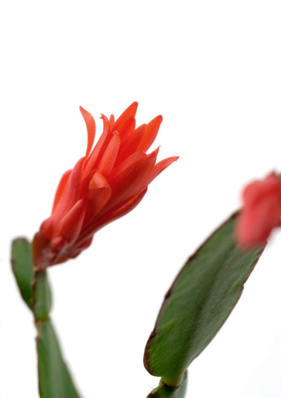 无人,竖图,俯视,室内,特写,白天,白色背景,植物,仙人掌,盛开,火焰,草药,中药,花,花瓣,花朵,花卉,鲜花,两朵,红色,花蕊,摄影,影棚,药材,中草药,中药材,本草,牛舌头,蟹爪兰,圣诞仙人掌,蟹爪莲,仙指花,玉芙蓉,仙巴掌,火掌,霸王树,彩图,高角度拍摄,影棚拍摄,拍摄