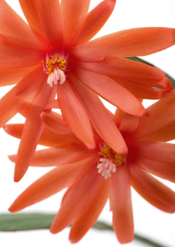 无人,竖图,俯视,室内,特写,白天,白色背景,植物,仙人掌,盛开,火焰,草药,中药,花,花瓣,花朵,花卉,鲜花,两朵,红色,花蕊,摄影,影棚,药材,中草药,中药材,本草,牛舌头,蟹爪兰,圣诞仙人掌,蟹爪莲,仙指花,玉芙蓉,仙巴掌,火掌,霸王树,彩图,高角度拍摄,影棚拍摄,拍摄