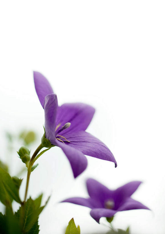 无人,竖图,俯视,室外,特写,白天,美景,叶子,盛开,景观,绿叶,花,花瓣,花朵,花卉,鲜花,一朵,紫色,自然,花蕊,嫩叶,景色,桔梗花,自然风光,叶,叶片,彩图,高角度拍摄