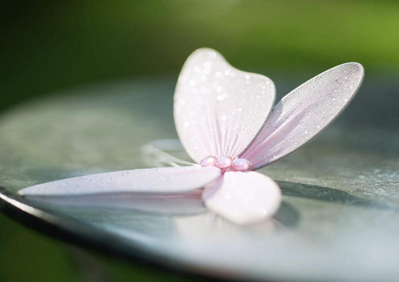 无人,横图,室外,特写,白天,正面,桌面,桌子,蝴蝶,阴影,朦胧,模糊,装饰,光线,昆虫,影子,一只,粉色,阳光,动物,饰品,益虫,彩图