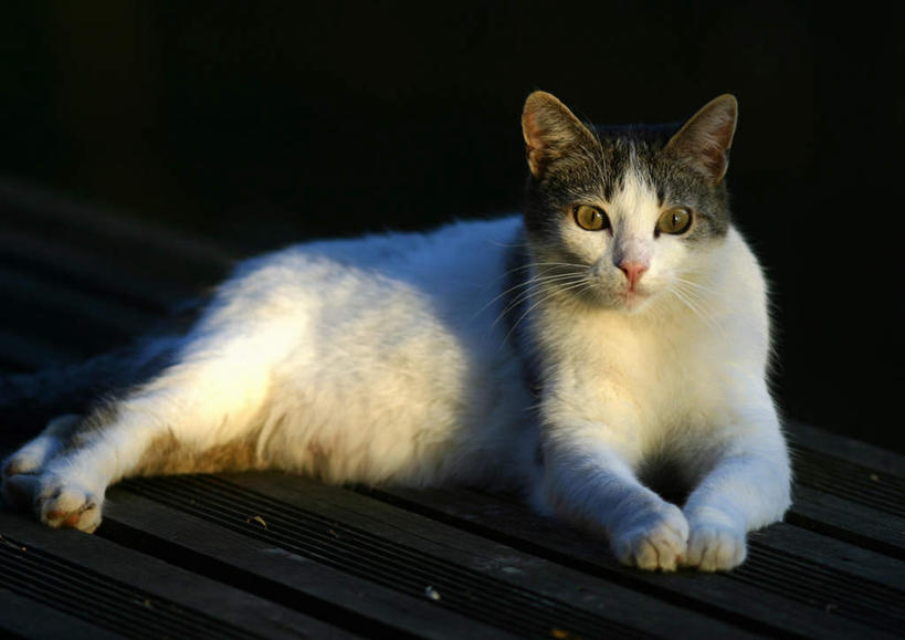 无人,坐,横图,室外,白天,正面,地板,宠物,猫,一头,阴影,光线,影子,地面,注视,木地板,阳光,动物,看,可爱,关注,猫咪,坐着,彩图,全身