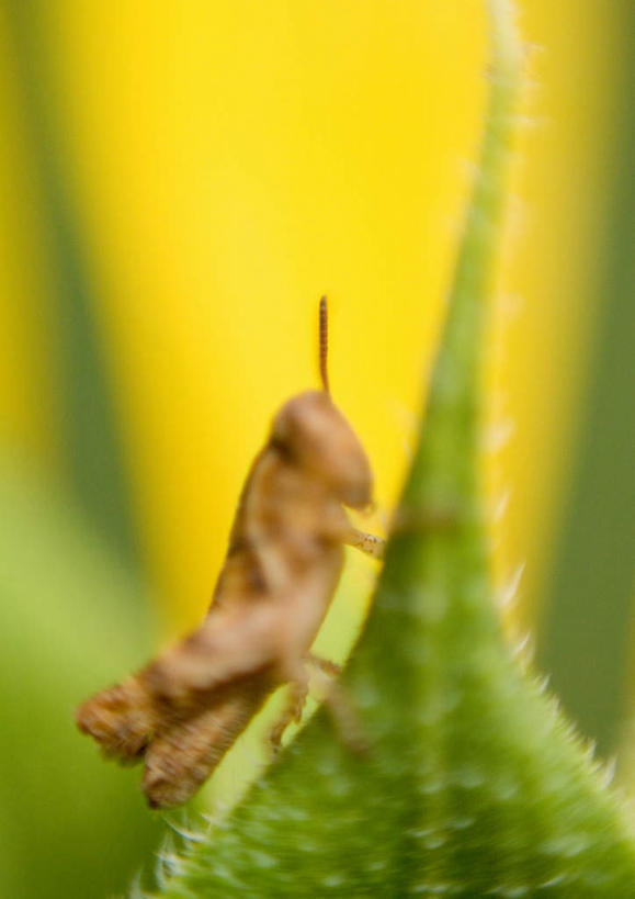 无人,站,竖图,俯视,室外,特写,白天,旅游,度假,美景,叶子,朦胧,模糊,昆虫,景观,绿叶,注视,娱乐,一只,自然,动物,观察,看,站着,享受,休闲,嫩叶,景色,放松,观看,察看,关注,自然风光,蚂蚱,害虫,叶,叶片,站立,彩图,高角度拍摄