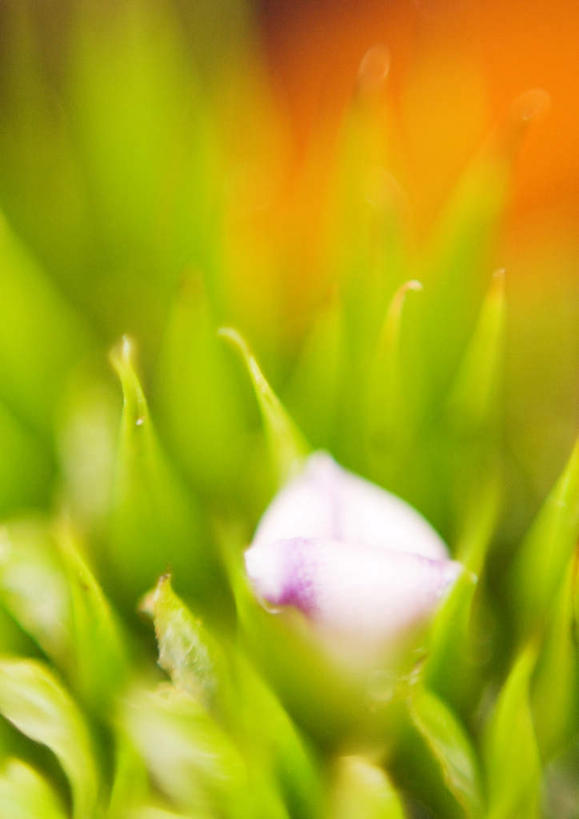 无人,竖图,室外,特写,白天,正面,旅游,度假,美景,植物,凤梨花,景观,花蕾,娱乐,花瓣,花朵,花卉,鲜花,一朵,白色,自然,花苞,享受,休闲,景色,放松,自然风光,完美,观赏凤梨,菠萝花,彩图