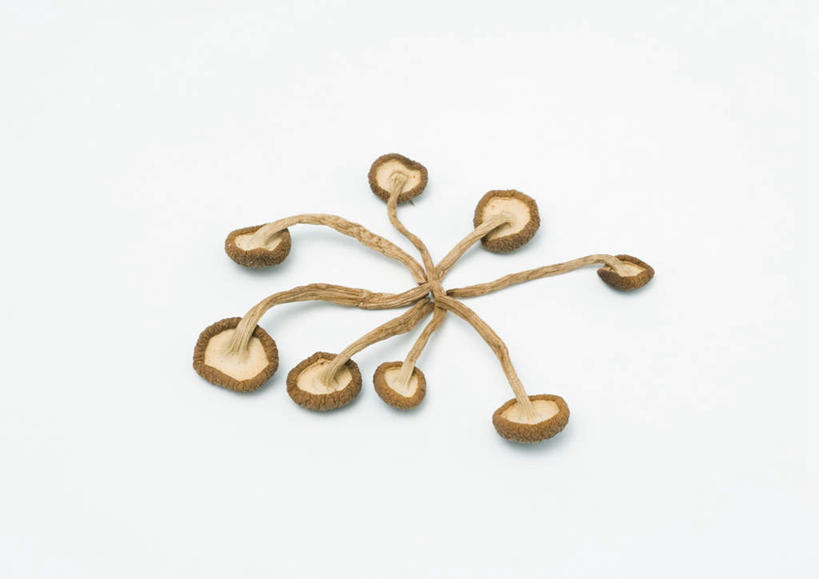 无人,横图,俯视,室内,特写,白天,白色背景,桌面,桌子,蔬菜,许多,新鲜,干燥,菌菇,食品,菌类,平菇,食物,食用菌,摄影,有机食品,绿色食品,影棚,晾干,姬菇,糙皮侧耳,侧耳,黑牡丹菇,彩图,高角度拍摄,影棚拍摄,拍摄