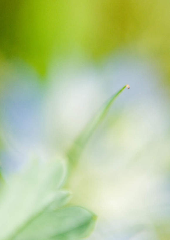 无人,竖图,俯视,室外,特写,白天,旅游,度假,美景,朦胧,模糊,景观,黑种草,花蕾,娱乐,花瓣,花朵,花卉,鲜花,一朵,蓝色,自然,花苞,享受,休闲,景色,放松,自然风光,黑子草,思念,彩图,高角度拍摄