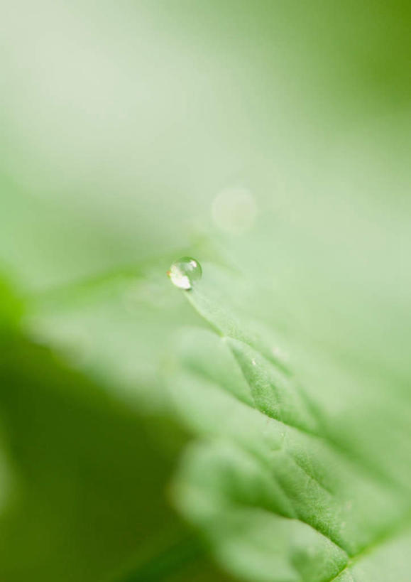 无人,竖图,室外,特写,白天,正面,旅游,度假,美景,叶子,一滴,透明,景观,水滴,绿叶,娱乐,水珠,自然,享受,休闲,嫩叶,景色,放松,自然风光,叶,叶片,彩图