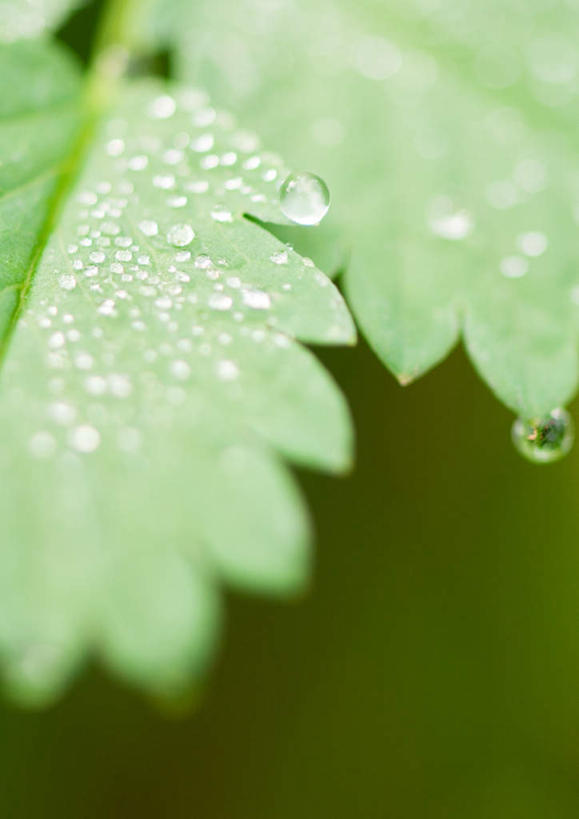 无人,竖图,室外,特写,白天,正面,旅游,度假,美景,叶子,一滴,透明,景观,水滴,绿叶,娱乐,水珠,自然,享受,休闲,嫩叶,景色,放松,自然风光,叶,叶片,彩图