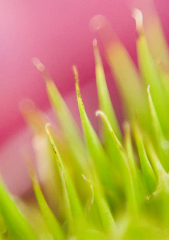 无人,竖图,俯视,室外,特写,白天,旅游,度假,美景,植物,凤梨花,叶子,朦胧,模糊,盛开,景观,绿叶,娱乐,花,花瓣,花朵,花卉,鲜花,一朵,粉色,自然,花蕊,享受,休闲,嫩叶,景色,放松,自然风光,完美,观赏凤梨,菠萝花,叶,叶片,彩图,高角度拍摄