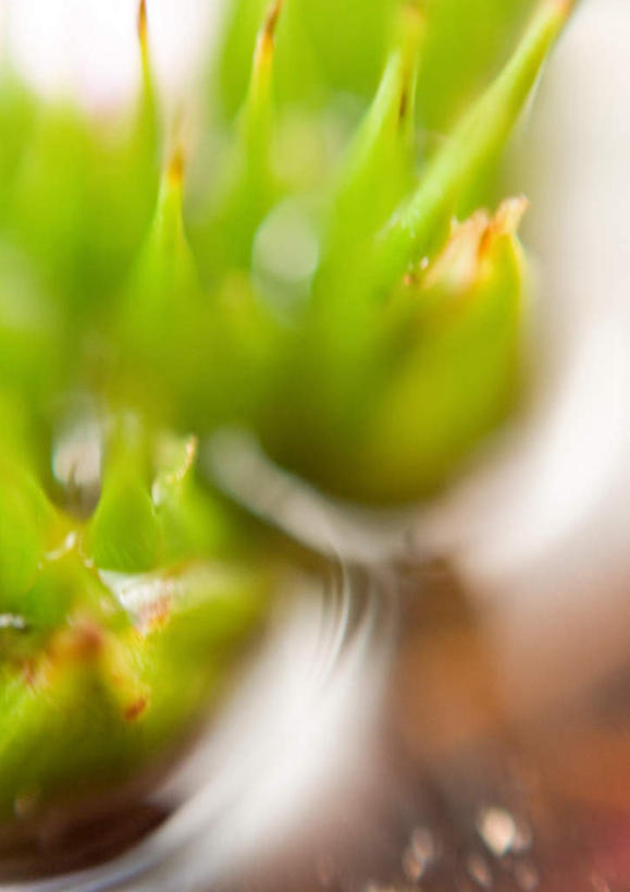 无人,竖图,俯视,室外,特写,白天,旅游,度假,美景,植物,凤梨花,叶子,朦胧,模糊,盛开,景观,绿叶,娱乐,花,花瓣,花朵,花卉,鲜花,一朵,绿色,自然,花蕊,享受,休闲,嫩叶,景色,放松,自然风光,完美,观赏凤梨,菠萝花,叶,叶片,彩图,高角度拍摄