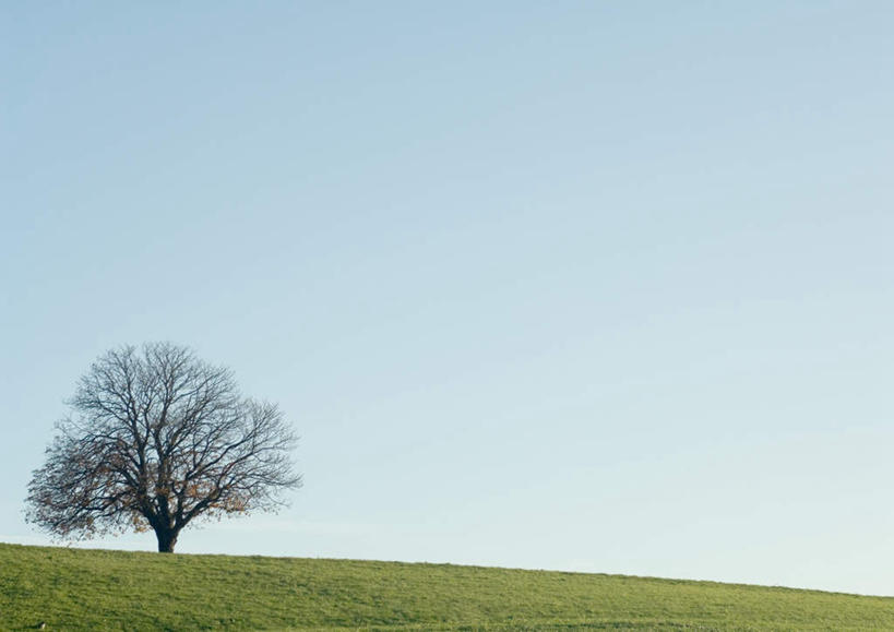 无人,横图,室外,白天,正面,旅游,度假,草地,草坪,美景,植物,一棵,草丛,景观,云,云朵,云彩,娱乐,草,树,树木,蓝色,绿色,白云,蓝天,天空,自然,天,享受,休闲,景色,放松,生长,成长,自然风光,彩图