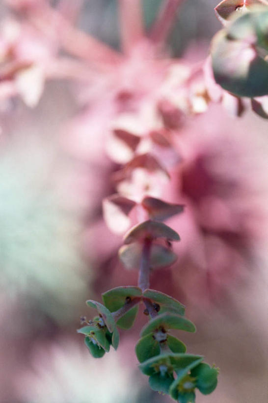 无人,竖图,俯视,室外,特写,白天,美景,植物,叶子,朦胧,模糊,盛开,景观,绿叶,枝条,花蕾,花,花瓣,花朵,鲜花,树,树木,树枝,绿色,自然,花苞,花蕊,嫩叶,景色,生长,成长,自然风光,桉树,尤加利,虬枝,枝杈,叶,叶片,彩图,高角度拍摄