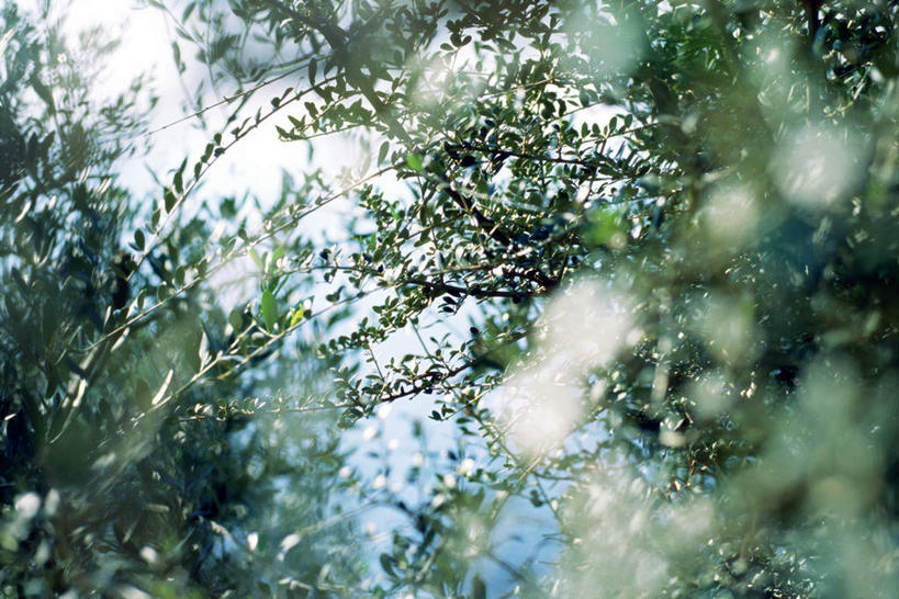 无人,竖图,室外,白天,仰视,美景,植物,叶子,朦胧,模糊,景观,果树,绿叶,树,树木,蓝色,绿色,蓝天,天空,自然,天,嫩叶,景色,生长,晴朗,成长,自然风光,万里无云,橄榄树,齐墩果,油橄榄,叶,叶片,晴空,晴空万里,彩图,低角度拍摄