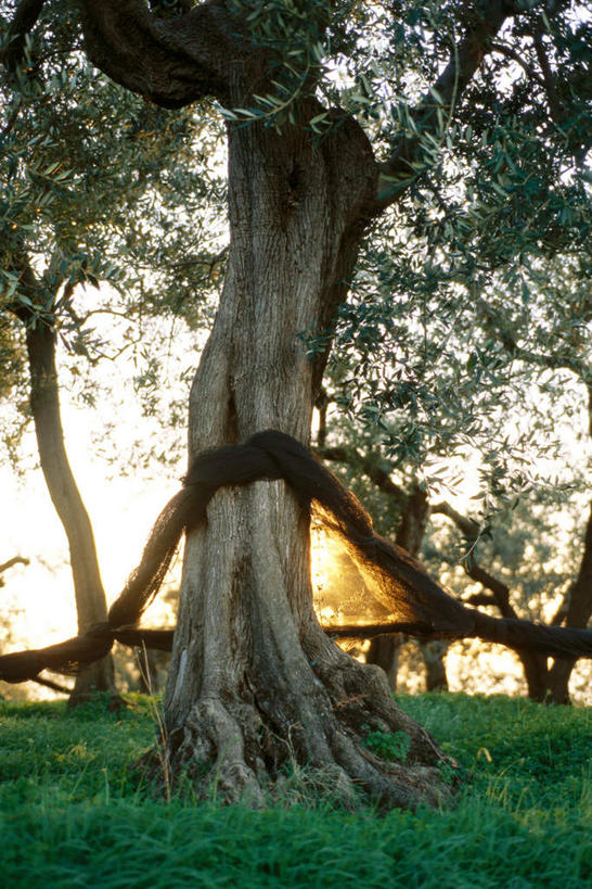 无人,竖图,室外,白天,正面,草地,草坪,美景,森林,树林,植物,叶子,景观,绿叶,草,树,树木,绿色,自然,嫩叶,景色,生长,成长,自然风光,橄榄树,齐墩果,油橄榄,叶,叶片,彩图