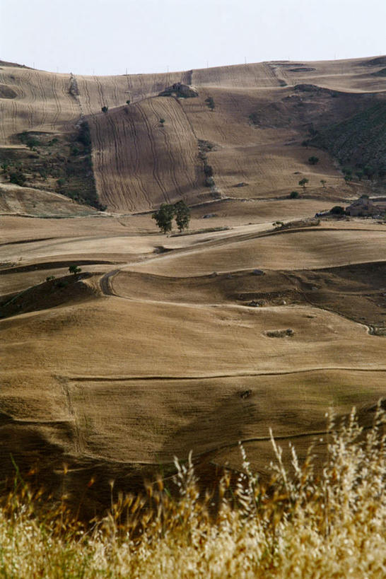 无人,农田,横图,室外,白天,正面,旅游,度假,庄稼,草地,草坪,美景,田园,植物,景观,田野,娱乐,草,树,树木,绿色,自然,享受,休闲,景色,放松,生长,成长,自然风光,彩图,耕地,庄稼田