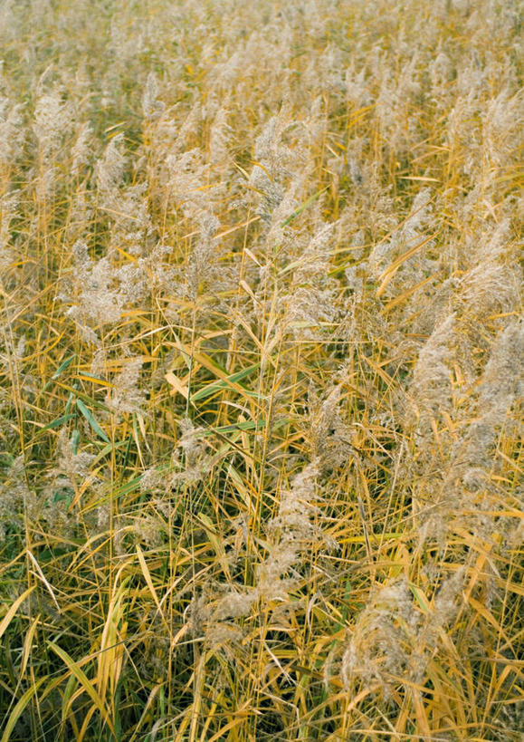 无人,农田,竖图,俯视,室外,特写,白天,旅游,度假,庄稼,农作物,小麦,美景,田园,许多,景观,田野,谷物,娱乐,自然,享受,休闲,景色,放松,麦子,自然风光,彩图,高角度拍摄,耕地,庄稼田