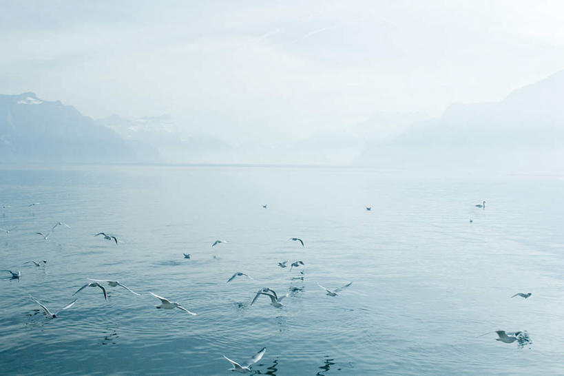 无人,横图,室外,白天,正面,旅游,度假,湖,湖泊,美景,山,山脉,水,雾,鸟,法国,瑞士,欧洲,飞翔,波纹,朦胧,模糊,水鸟,湖面,景观,山峰,水流,水面,涟漪,山峦,娱乐,飞,莱蒙湖,倒影,水纹,自然,波浪,湖水,群山,享受,休闲,景色,放松,水禽,迷雾,倒映,自然风光,法兰西共和国,水晕,法兰西第五共和国,日内瓦湖,瑞士联邦,莱芒湖,反照,大雾,彩图,全身