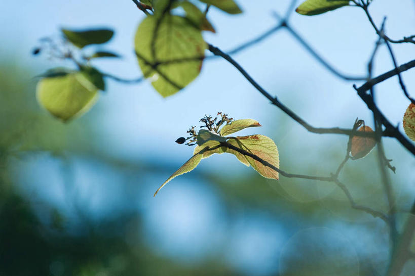无人,横图,室外,特写,白天,仰视,美景,植物,叶子,朦胧,模糊,景观,绿叶,枝条,树,树木,树枝,绿色,自然,嫩叶,景色,生长,成长,自然风光,虬枝,枝杈,叶,叶片,彩图,低角度拍摄