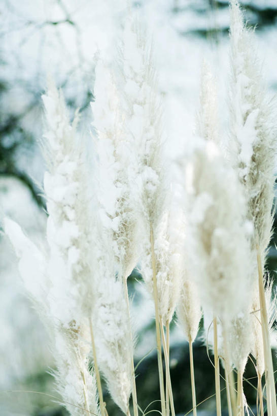 无人,竖图,室外,特写,白天,正面,美景,雪,植物,大雪,枯萎,朦胧,模糊,冰,积雪,景观,雪景,冬天,枯草,蒲苇,草,黄色,自然,景色,寒冷,冰冷,自然风光,严寒,冰凉,酷寒,凛冽,凛凛,极冷,彩图