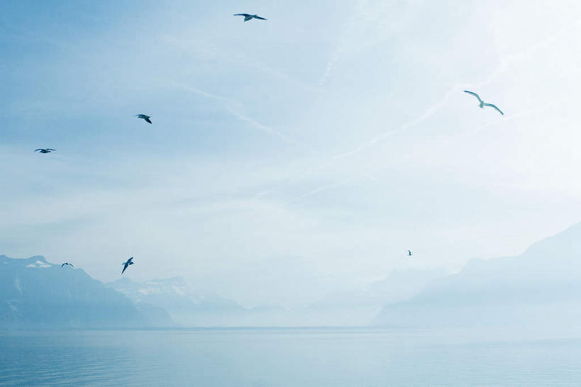 无人,横图,室外,白天,仰视,旅游,度假,湖,湖泊,美景,山,山脉,水,鸟,法国,瑞士,欧洲,许多,水鸟,湖面,景观,山峰,水流,水面,山峦,娱乐,莱蒙湖,自然,湖水,群山,享受,休闲,景色,放松,水禽,禽类,自然风光,中欧,法兰西共和国,法兰西第五共和国,日内瓦湖,瑞士联邦,莱芒湖,彩图,低角度拍摄