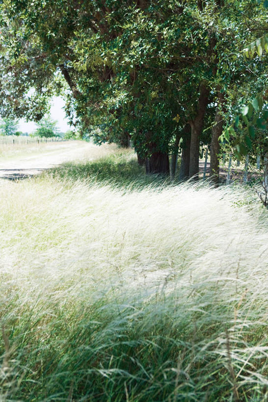 无人,竖图,室外,白天,正面,旅游,度假,美景,树林,植物,道路,路,阴影,枯萎,光线,影子,景观,小路,枯草,交通,娱乐,草,树,树木,黄色,绿色,阳光,自然,享受,休闲,景色,放松,乡间小路,生长,成长,自然风光,彩图