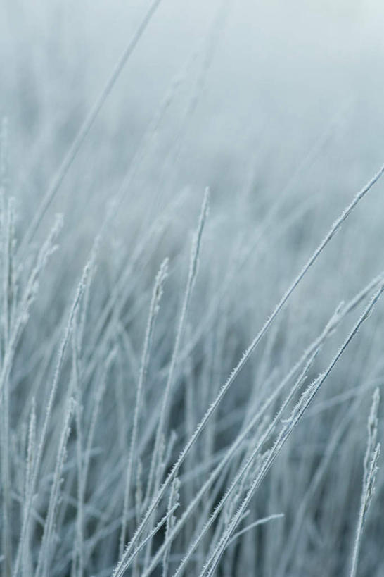 无人,竖图,俯视,室外,特写,白天,草地,草坪,美景,雪,植物,大雪,朦胧,模糊,积雪,景观,雪景,冬天,草,绿色,自然,景色,自然风光,彩图,高角度拍摄