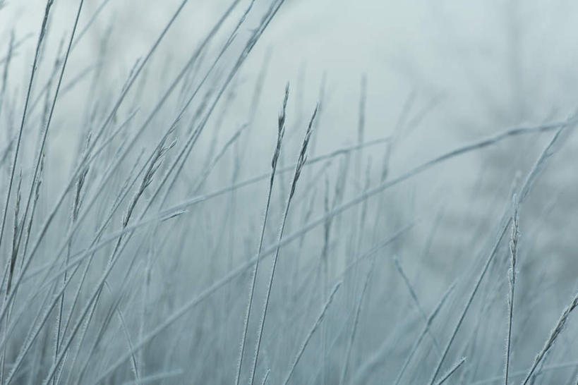 无人,横图,俯视,室外,特写,白天,草地,草坪,美景,雪,植物,雾,大雪,朦胧,模糊,积雪,景观,雪景,冬天,草,绿色,自然,景色,迷雾,自然风光,大雾,彩图,高角度拍摄