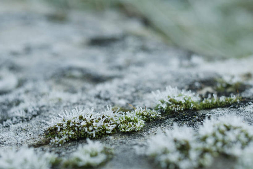 无人,横图,俯视,室外,特写,白天,草地,草坪,美景,植物,朦胧,模糊,冰,景观,苔藓,霜,草,绿色,自然,景色,自然风光,冰霜,彩图,高角度拍摄